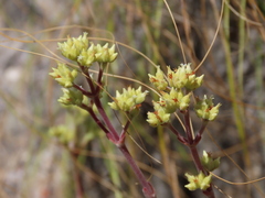 Crassula atropurpurea