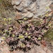 Purple Crassula - Photo (c) Warren Lewis, some rights reserved (CC BY-NC), uploaded by Warren Lewis