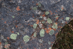 Rhizocarpon