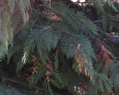 Chamaecyparis lawsoniana