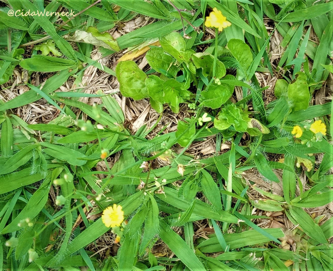 Youngia japonica