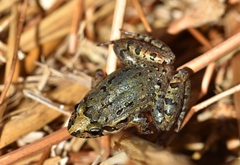 Discoglossus galganoi