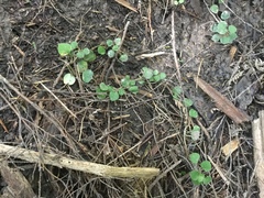 Nertera dichondrifolia