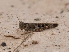 Chortoicetes terminifera