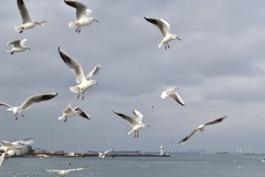 Chroicocephalus ridibundus