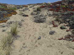 Monardella sinuata nigrescens