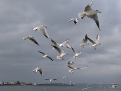 Chroicocephalus ridibundus