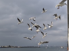 Chroicocephalus ridibundus