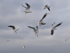 Chroicocephalus ridibundus