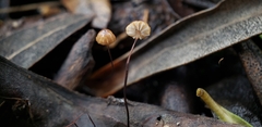 Cryptomarasmius corbariensis