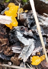 Dacrymyces capitatus