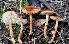 Lepiota castanea