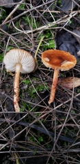 Lepiota castanea