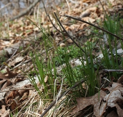 Carex pensylvanica