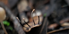 Xylaria sicula