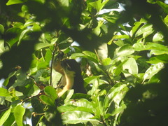 Ratufa bicolor