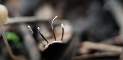 Xylaria sicula