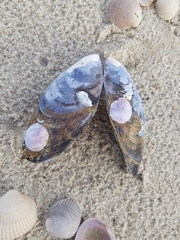 Crepipatella dilatata