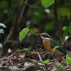 Pitta brachyura