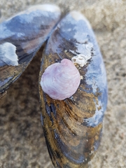 Crepipatella dilatata