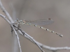 Austrolestes aridus