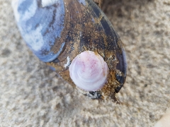 Crepipatella dilatata