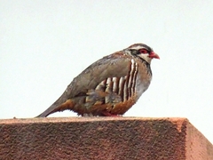 Alectoris rufa intercedens