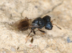Cratomus