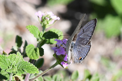 Lepidochrysops patricia