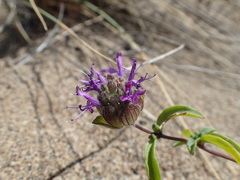 Monardella sinuata nigrescens