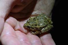 Discoglossus galganoi