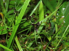 Cyperus niger
