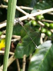 Argia translata