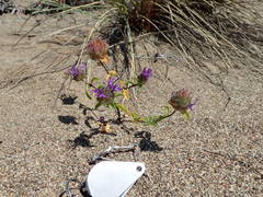 Monardella sinuata nigrescens