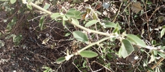 Capparis tomentosa
