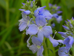 Veronica orsiniana