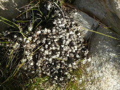 Helichrysum saxicola