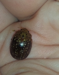 Paropsisterna cernua