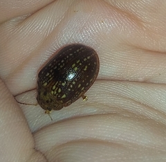 Paropsisterna cernua