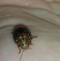 Paropsisterna cernua