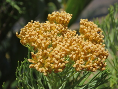 Hymenolepis
