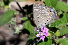 Lepidochrysops patricia