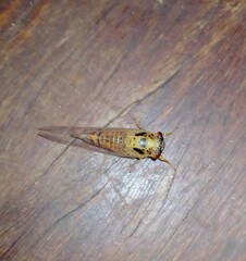 Palapsalta vitellina