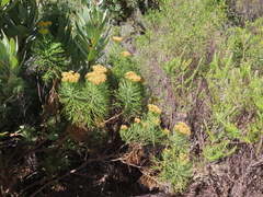 Hymenolepis