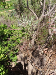 Hymenolepis