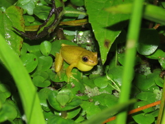 Dendropsophus