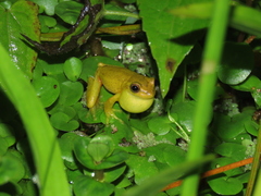 Dendropsophus