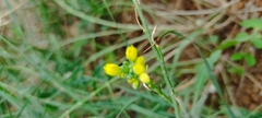 Genista florida