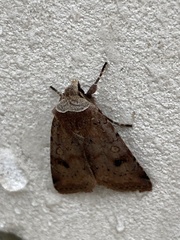 Cerastis faceta