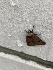 Cerastis faceta